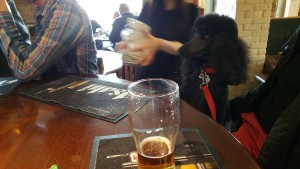 Wellington the dog in a pub at Kingsdown